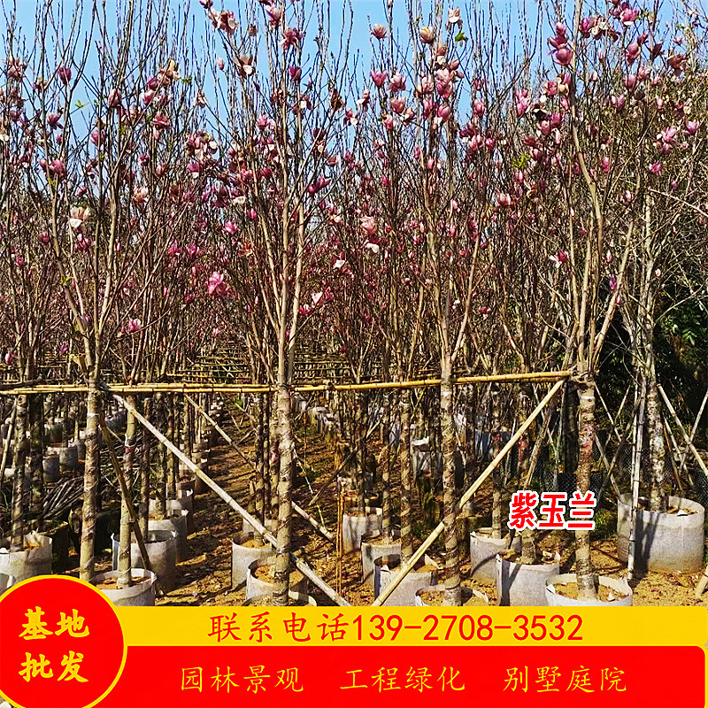 紫玉兰假值苗基地5-15公分玉堂春荷花玉兰树庭院景观绿化落叶乔木