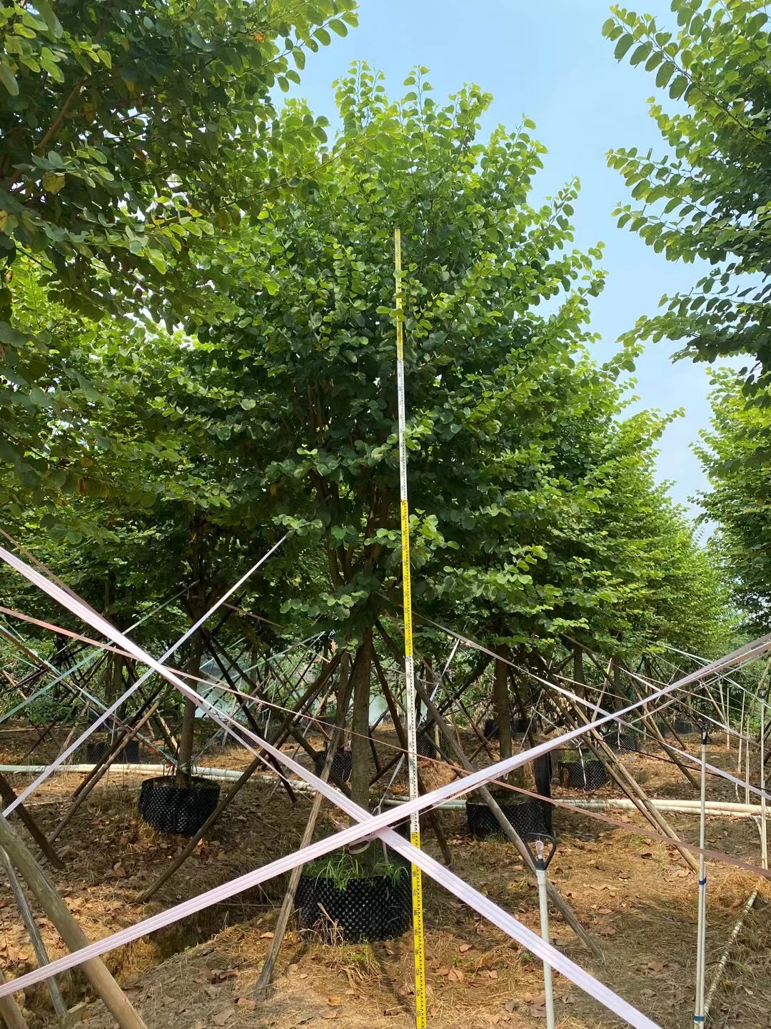 小叶榄仁树黄花槐凤凰木树宫粉紫荆树苗各种行道树乔木