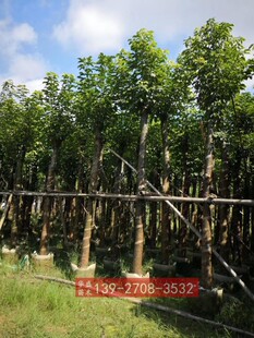 秋枫树苗 广东绿化树苗 米径12公分秋枫袋苗 重阳木树苗