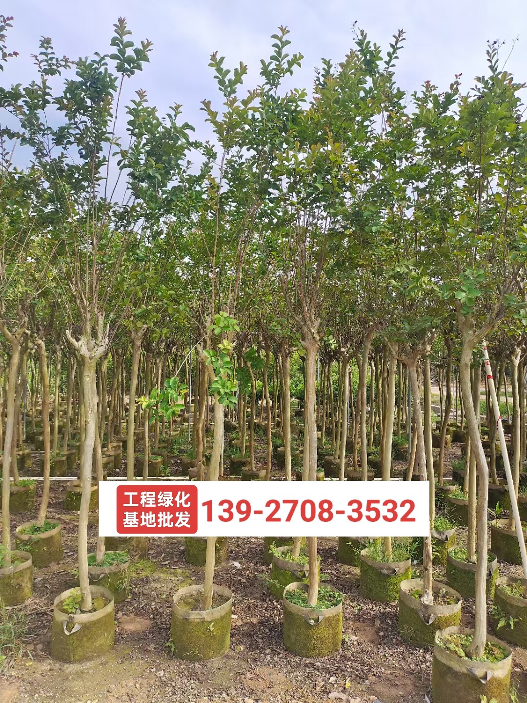 小叶紫薇树苗4-6公分道路工程绿化苗木基地批发细叶紫薇容器苗