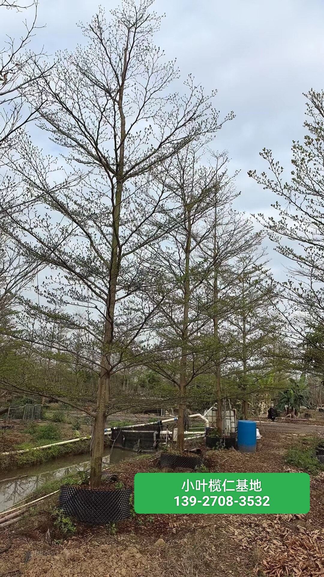 小叶风景树,小叶榕树_大山谷图库
