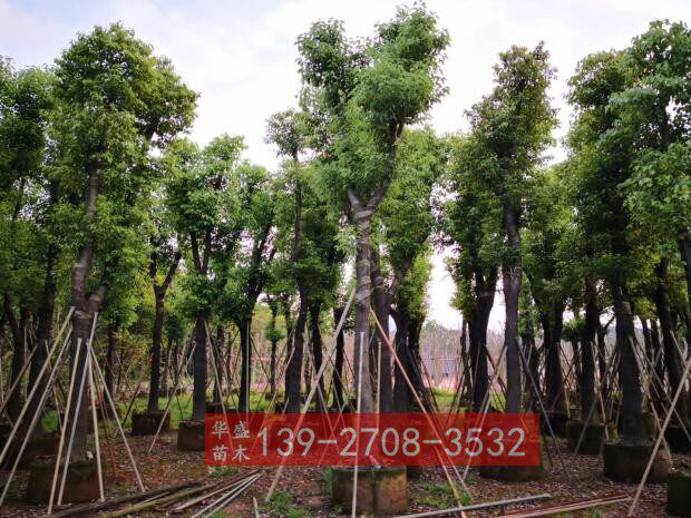 香樟树苗 胸径20cm 樟树广东绿化苗木基地直销 园林景观工程供应
