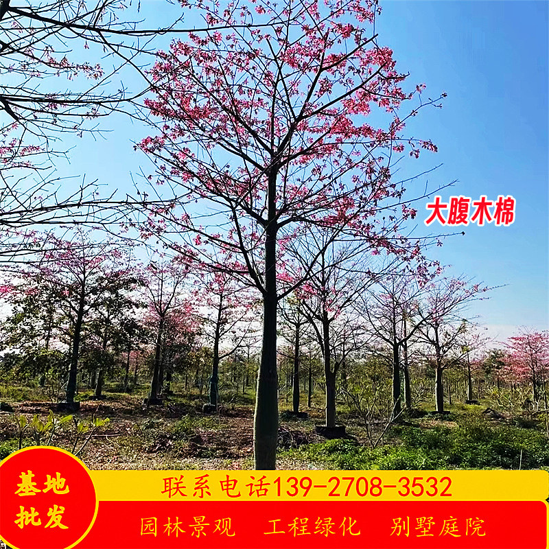 大腹木棉树苗假值苗基地15-45公分酒瓶状樱花异木棉庭院行道乔木