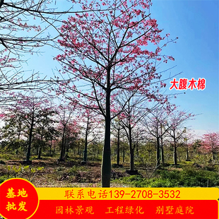 大腹木棉树苗假值苗基地15-45公分酒瓶状樱花异木棉庭院行道乔木