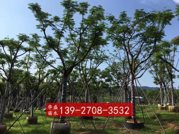 蓝花楹凤凰木树苗别墅庭院植物四季绿化稀有名贵风景树南方种植