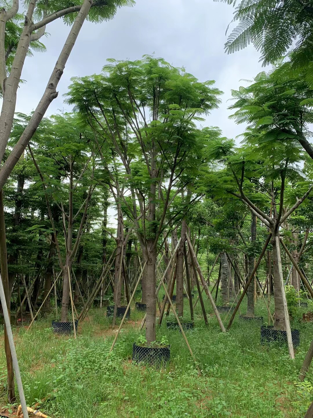 凤凰花树苗,凤凰花树(第4页)_大山谷图库