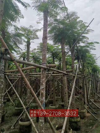 红花楹树苗米径10公分 广东揭阳凤凰木 凤凰木树苗 广东绿化苗
