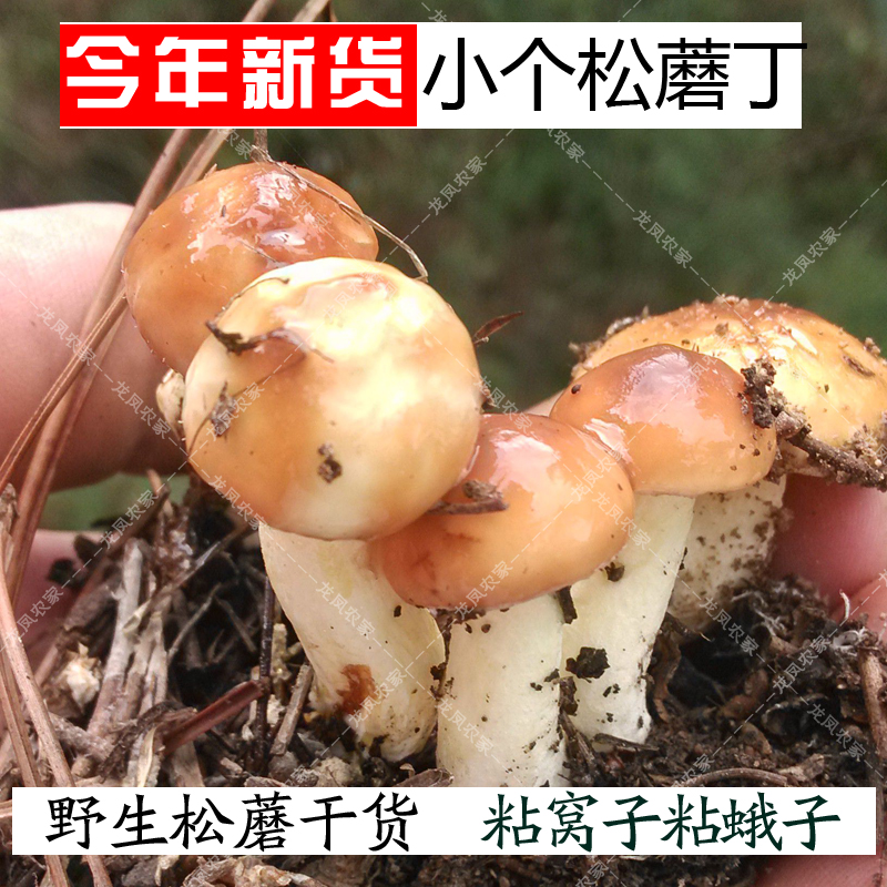 一斤野生松蘑丁黑粘窝子