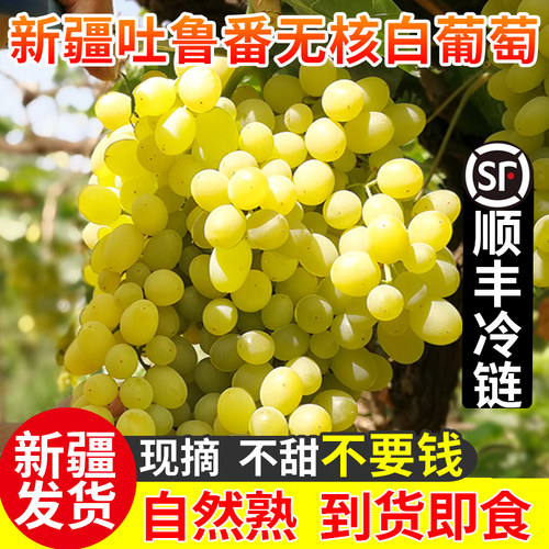 新疆葡萄新鲜吐鲁番无核白当季孕妇水果无籽马奶葡萄顺丰包邮