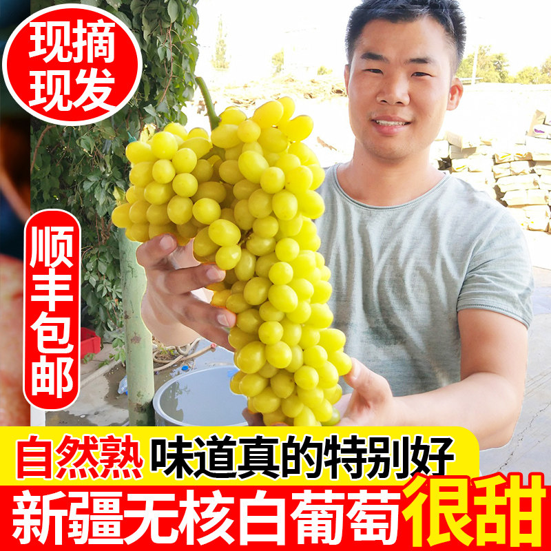 新疆葡萄新鲜吐鲁番无核白
