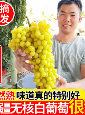 新疆葡萄新鲜吐鲁番无核白