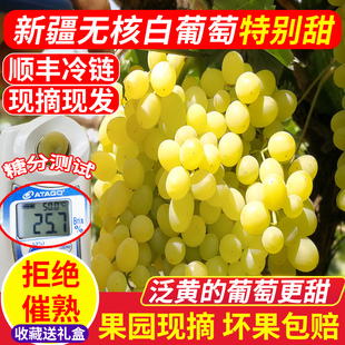 新疆葡萄新鲜吐鲁番无核白当季孕妇水果无籽马奶葡萄顺丰包邮