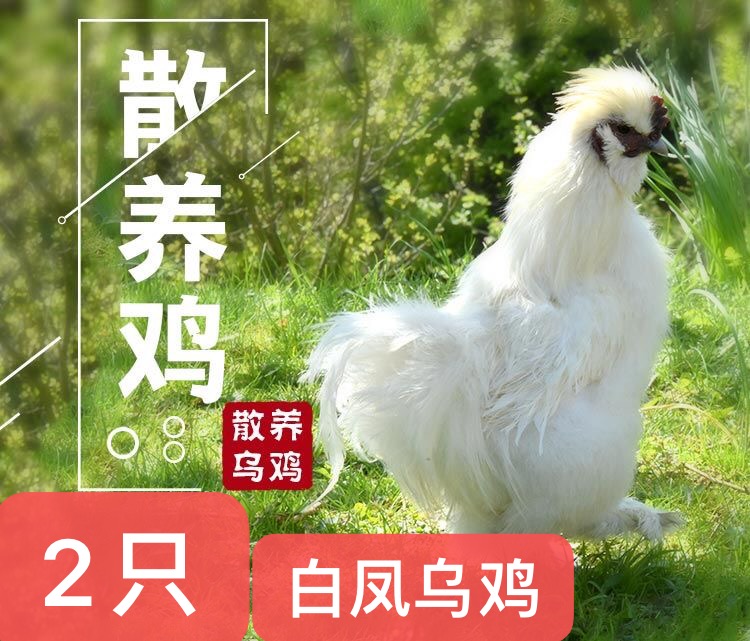 2只正宗乌鸡乌骨鸡泰和乌鸡孕妇