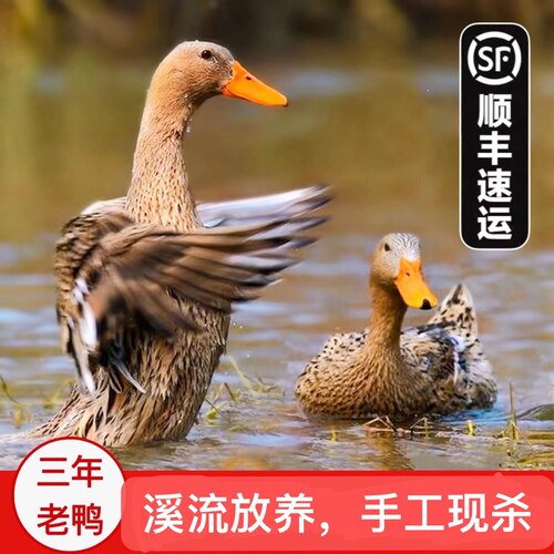 3年老鸭土鸭麻鸭水鸭农村散养