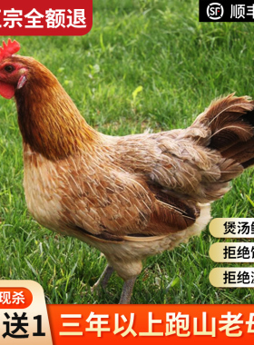 2只正宗3年老母鸡土鸡草鸡柴鸡孕妇月子鸡走地鸡粮食散养安徽特产