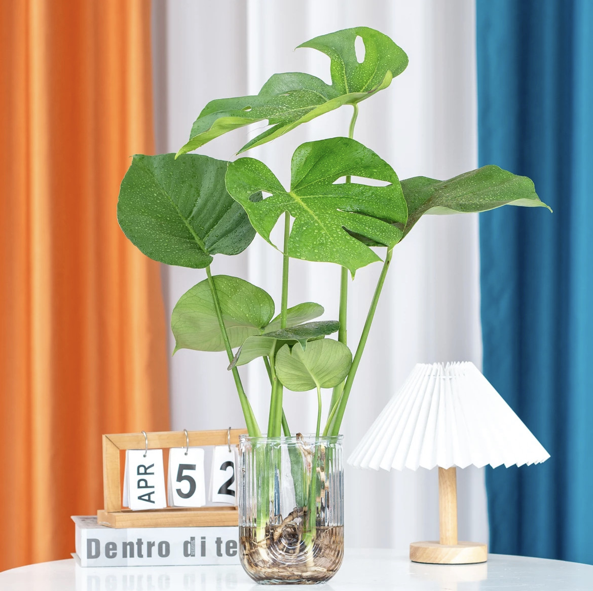 龟背竹室内水培植物美化环境