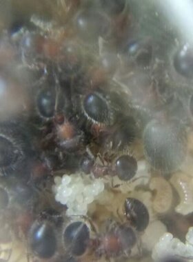 二色盾胸切叶蚁 蚂蚁宠物 药用蚂蚁 实验蚂蚁白蚁 活体 活物