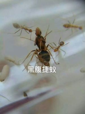 长足捷蚁 黑腹捷蚁 白蚁活体蚂蚁 药用蚂蚁 宠物蚂蚁 蚂蚁