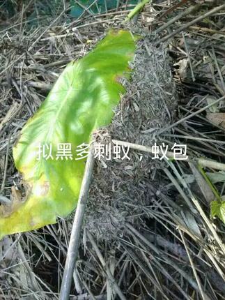 拟黑多刺蚁蚁包 大蚁包 蚂蚁活物 实验蚂蚁 药用蚂蚁泡酒蚂蚁