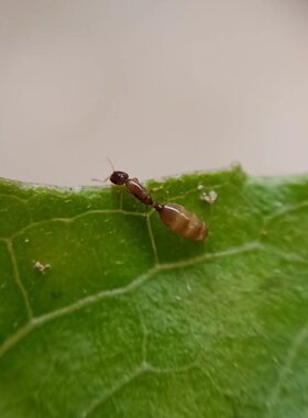 双角稀切叶蚁 切叶蚁 活体蚂蚁 药用蚂蚁 观赏展示 宠物蚂蚁