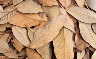 白蚁食物 印白蚁专用食物 白蚁活体 宠物白蚁 白蚁活物 印白食物