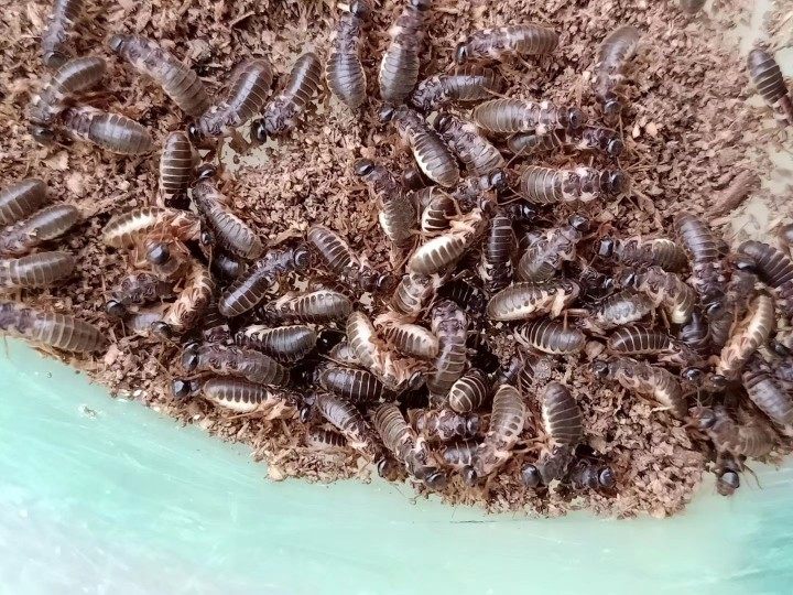 黑翅 黄翅大白蚁 新白蚁 印白蚁 锯白蚁 堆砂白蚁 土垄 黄球 白蚁