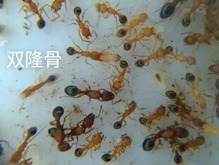 双隆骨铺道蚁 蚂蚁宠物 活体蚂蚁