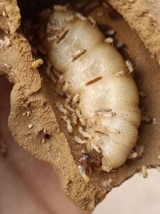 白蚁肥后标本 白蚁活体 白蚁活物 蚂蚁宠物 需要询我