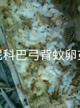 尼科巴弓背蚁/拟光腹弓背蚁/巴瑞弓背蚁卵幼茧随机100只备注哪种