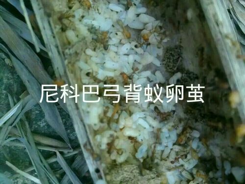 尼科巴弓背蚁/拟光腹弓背蚁/巴瑞弓背蚁卵幼茧随机100只备注哪种