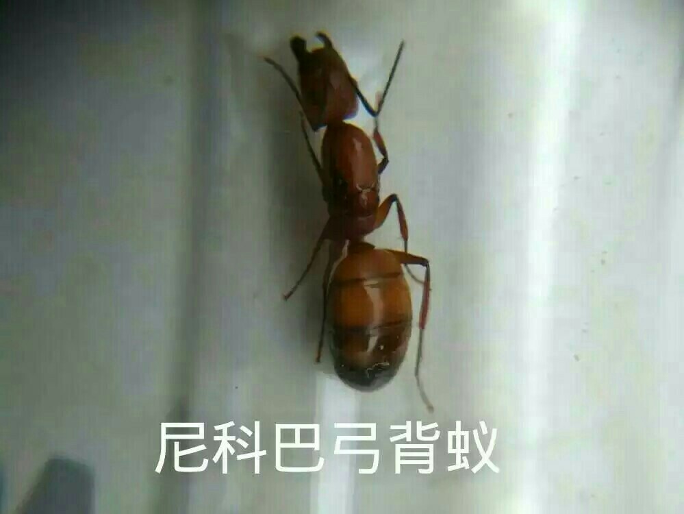 尼科巴弓背蚁尼克巴弓背蚁Camponotus nicobaresis  2后千工
