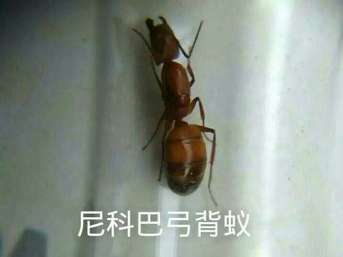 尼科巴弓背蚁尼克巴弓背蚁Camponotus nicobaresis  2后千工