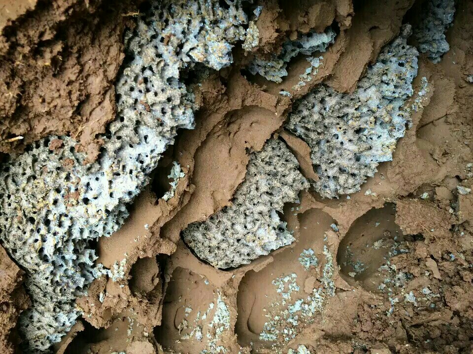 白蚁活体 黑翅/黄翅白蚁菌蒲 药用白蚁 合群用 无王后白蚁活物