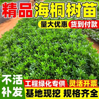 海桐树苗庭院绿化海桐球苗绿篱笆围墙海桐小苗芳香型四季常青好养