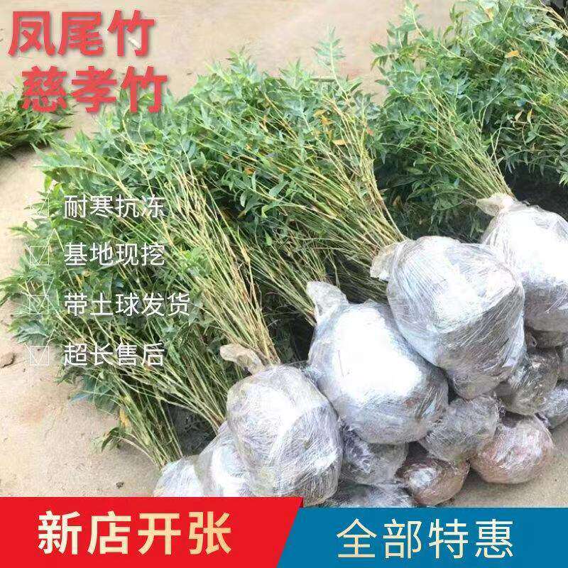 丛生凤尾竹盆栽竹子庭院观赏植物
