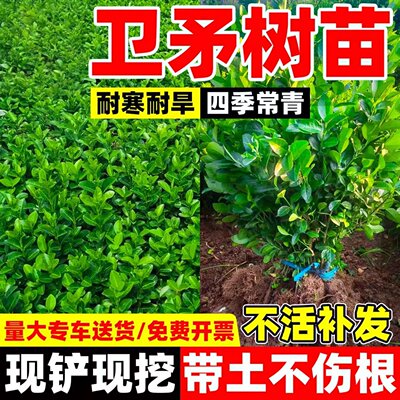 卫矛球树苗卫矛苗庭院别墅四季常青耐寒绿化苗卫矛冬青篱笆墙植物
