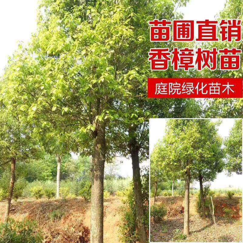 香樟树苗大树大小叶驱蚊防虫四季