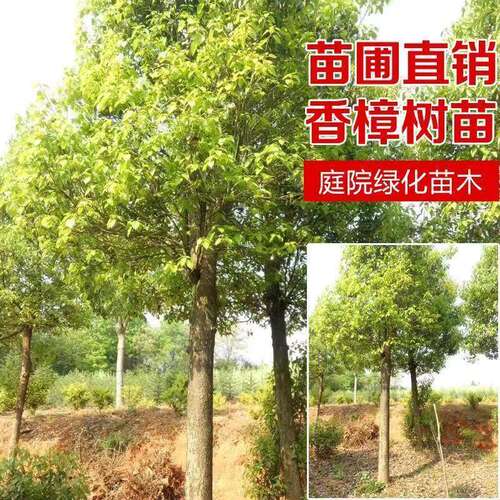 香樟树苗大树大小叶驱蚊防虫四季常青南北方耐寒大型工程绿化苗木