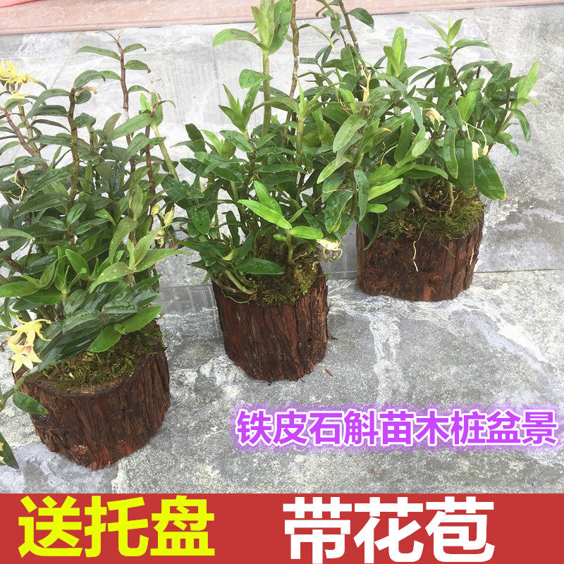 雁荡山铁皮石斛苗鲜条枫斗种苗 三年木桩仿野生苗石斛盆栽15-20株|msdalam kategori makanan berkhasiat tradisional, Dendrobium/Fengdou - dari Buy2taobao.com untuk memberikan perkhidmatan ejen Taobao profesional membeli
