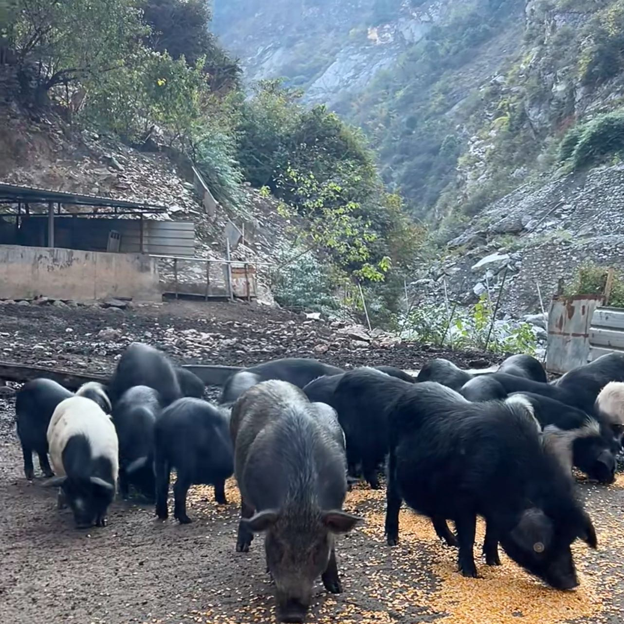 马边 土猪腊猪蹄 500克