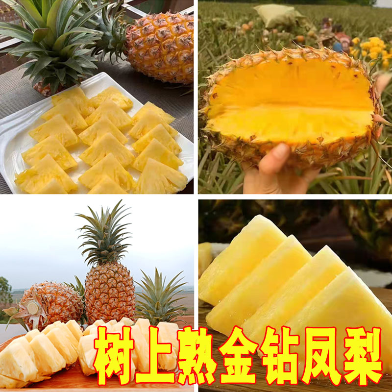 树上熟徐闻金钻凤梨台农17号新鲜水果菠萝整箱非手撕应季特产送礼