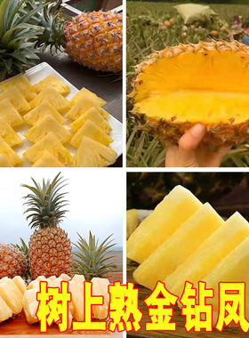 树上熟徐闻金钻凤梨台农17号新鲜水果菠萝整箱非手撕应季特产送礼