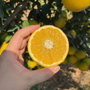 包邮 正宗赣南脐橙现摘现发水果整箱应季 橙子果园直发新鲜香甜多汁