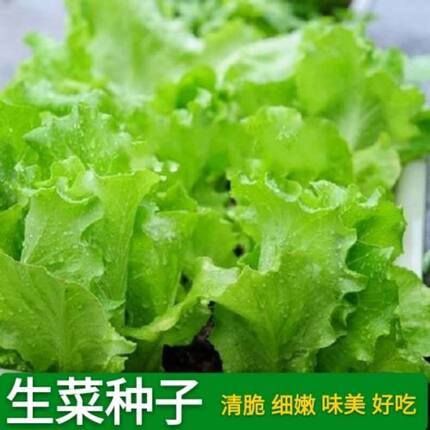 生菜籽种子四季奶油生菜玻璃生菜意大利生菜耐寒耐热蔬菜种子大全