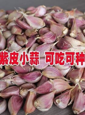 2024紫皮蒜瓣出蒜台蒜苗批发新鲜红皮蒜非云南独干大蒜种子小香蒜