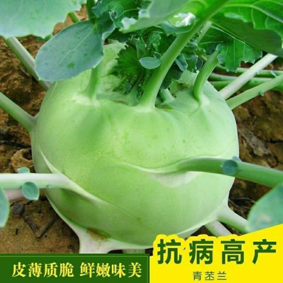 四季水果苤兰种子蔬菜种籽良种翠玉青苤蓝菜球有机皮兰蔬菜种子