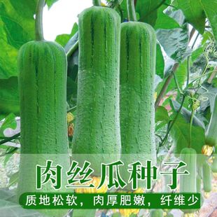 香嫩肉丝瓜种子高产早熟瓜种子四季香丝瓜当季易活清香瓜蔬菜种籽