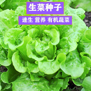 奶油生菜种子播种阳台种植 四季 菜种籽营养有机蔬菜苗小盆栽菜籽