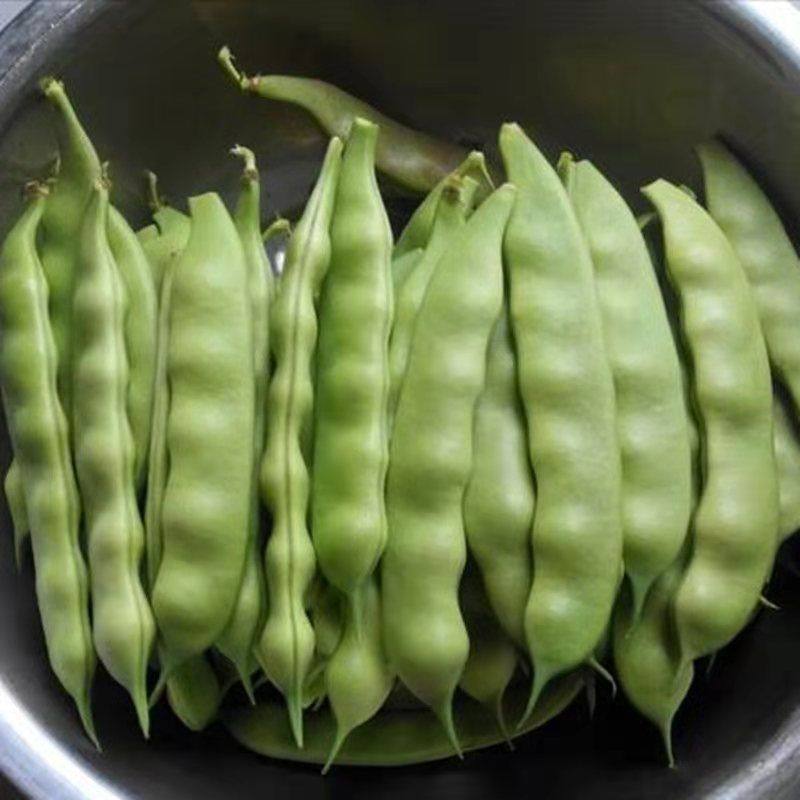 橄榄豆种子架豆种子肉扁豆豆种籽豆角种子芸豆四川春季田园蔬菜孑