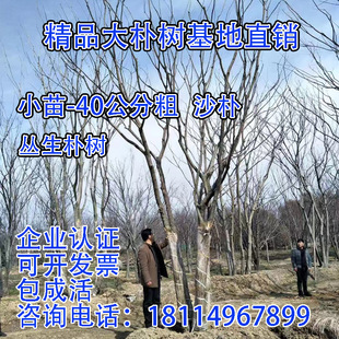 丛生大朴树沙朴树苗庭院大树大型乔木道路绿化苗耐寒工程绿化景观